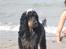 Cocker spaniel Rubin Of Colombo (Ozzy) - På stranden med hele familien, sommer 2008... Det var lidt hårdt at svømme med den kæmpe pels !