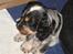 Cocker spaniel Rubin Of Colombo (Ozzy) - Her ser jeg min ny familie første gang. Lige nu sidder jeg i kæmpekurven sammen med mine søskende.