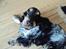 Cocker spaniel Rubin Of Colombo (Ozzy) - "Hvis i ikke passer på, så kommer jeg og spiser dig... Grrrr!"