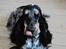 Cocker spaniel Rubin Of Colombo (Ozzy) - Nu vil jeg efterlade misundelsen til jer, ikke alle kan have sådan en dejlig hund som mig. Men i skal lige efterlade en kommentar og en bedømmelse, efter i har læst beskrivelsen ikke venner xD