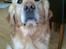 Golden retriever Figo - Er jeg ikke bare dejlig):)