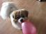 Tibetansk spaniel De'sade Hannibal - det min ballon! :D