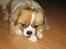 Tibetansk spaniel De'sade Hannibal - Nam nam ;D