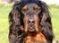 Gordon setter Felix - Velkommen til Felix´ profil (: Elsker dette billede af ham!