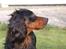 Gordon setter Felix - Syntes han er smuk (: