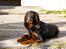 Gordon setter Felix - Dejlige hund (: