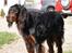 Gordon setter Felix - Meget fokuseret. Sikkert på en fugl