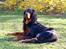Gordon setter Felix - Det er nok og se hvem der er chefen her!