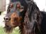 Gordon setter Felix