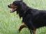 Gordon setter Felix - Ude på Kegnæs (:
