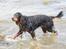 Gordon setter Felix - Felix ude at bade (: