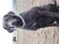Labrador retriever Sascha
