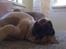 Fransk bulldog Gizmo - Totalt YNDLINGS!