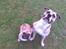 Fransk bulldog Gizmo - Mors drenge <3
