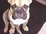 Fransk bulldog Gizmo - Åh modellos...