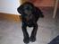 Labrador retriever Walter