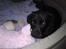 Labrador retriever Walter