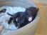 Labrador retriever Walter
