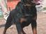 Rottweiler Kean of Nicolas Lion - Min far Alibaba of Nicolas Lion