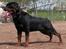 Rottweiler Kean of Nicolas Lion - Min far Alibaba of Nicolas Lion