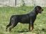 Rottweiler Kean of Nicolas Lion - Min mor Ada of Nicolas Lion