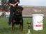 Rottweiler Kean of Nicolas Lion - Min farmor Marea of Nicolas Lion