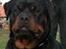 Rottweiler Kean of Nicolas Lion - Min farmor Marea of Nicolas Lion