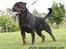 Rottweiler Kean of Nicolas Lion - Min morfar Dack Flach Rouse