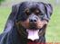 Rottweiler Kean of Nicolas Lion - Min morfar Dack Flach Rouse