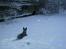 Australsk cattledog Pepsi - sne sne sne