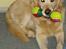 Golden retriever Music Cella † R.I.P †  - Gamle Cella med hendes bolde :b
