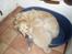 Golden retriever Music Cella † R.I.P †  - Gamle og Jazmin da hun var lille :D altid dejligt at ligge ved tante cella 