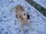 Golden retriever Music Cella † R.I.P †  - Cella i 2007 om vinteren, nogle dejlige billeder man fik af hende :b 