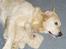 Golden retriever Music Cella † R.I.P †  - Cella ligger med nicolais bamse 