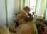 Golden retriever Music Cella † R.I.P †  - Cella & mor sidder i stolen inde på mit værelse :b