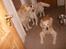 Golden retriever Music Cella † R.I.P †  - Cella som ligger ned, og cellas søn (h), Cassie (v)