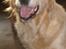 Golden retriever Music Cella † R.I.P †  - Cella som er mega glad :b