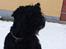 Sort russisk terrier hasse