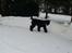 Sort russisk terrier hasse
