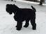 Sort russisk terrier hasse