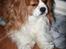 Cavalier king charles spaniel Buster R.I.P. 18/01-11
