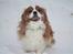 Cavalier king charles spaniel Buster R.I.P. 18/01-11