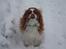 Cavalier king charles spaniel Buster R.I.P. 18/01-11