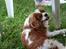 Cavalier king charles spaniel Buster R.I.P. 18/01-11