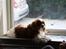 Cavalier king charles spaniel Buster R.I.P. 18/01-11 - her ligger man dejligt.
