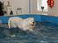 Amerikansk bulldog Daimond R.I.P 21/6-2010