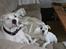 Amerikansk bulldog Daimond R.I.P 21/6-2010