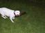 Amerikansk bulldog Daimond R.I.P 21/6-2010