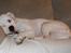Amerikansk bulldog Daimond R.I.P 21/6-2010