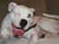 Amerikansk bulldog Daimond R.I.P 21/6-2010